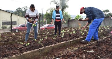 Mudas foram plantadas por moradores da comunidade