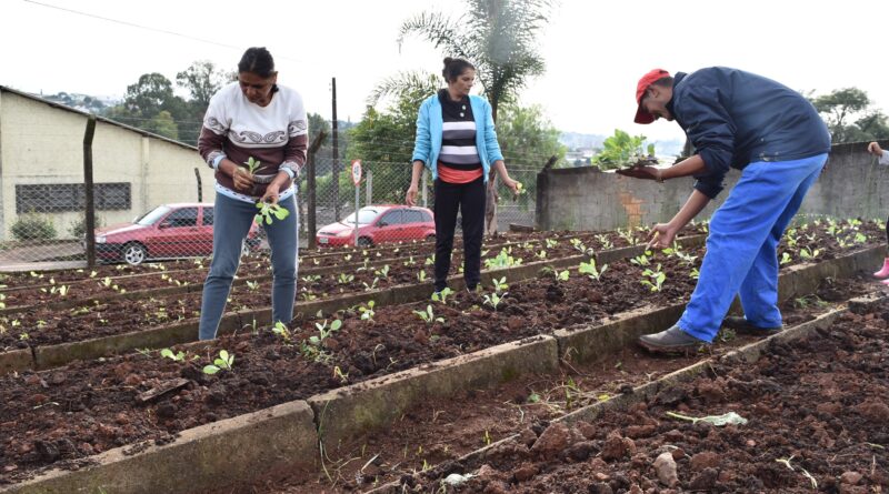 Mudas foram plantadas por moradores da comunidade